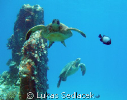 hawaiian  turtles by Lukas Sedlacek 